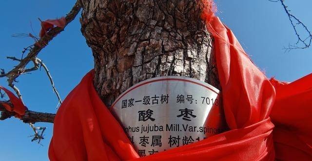 听说即墨移风店镇张家村西侧的千年酸枣树今年没有发芽!