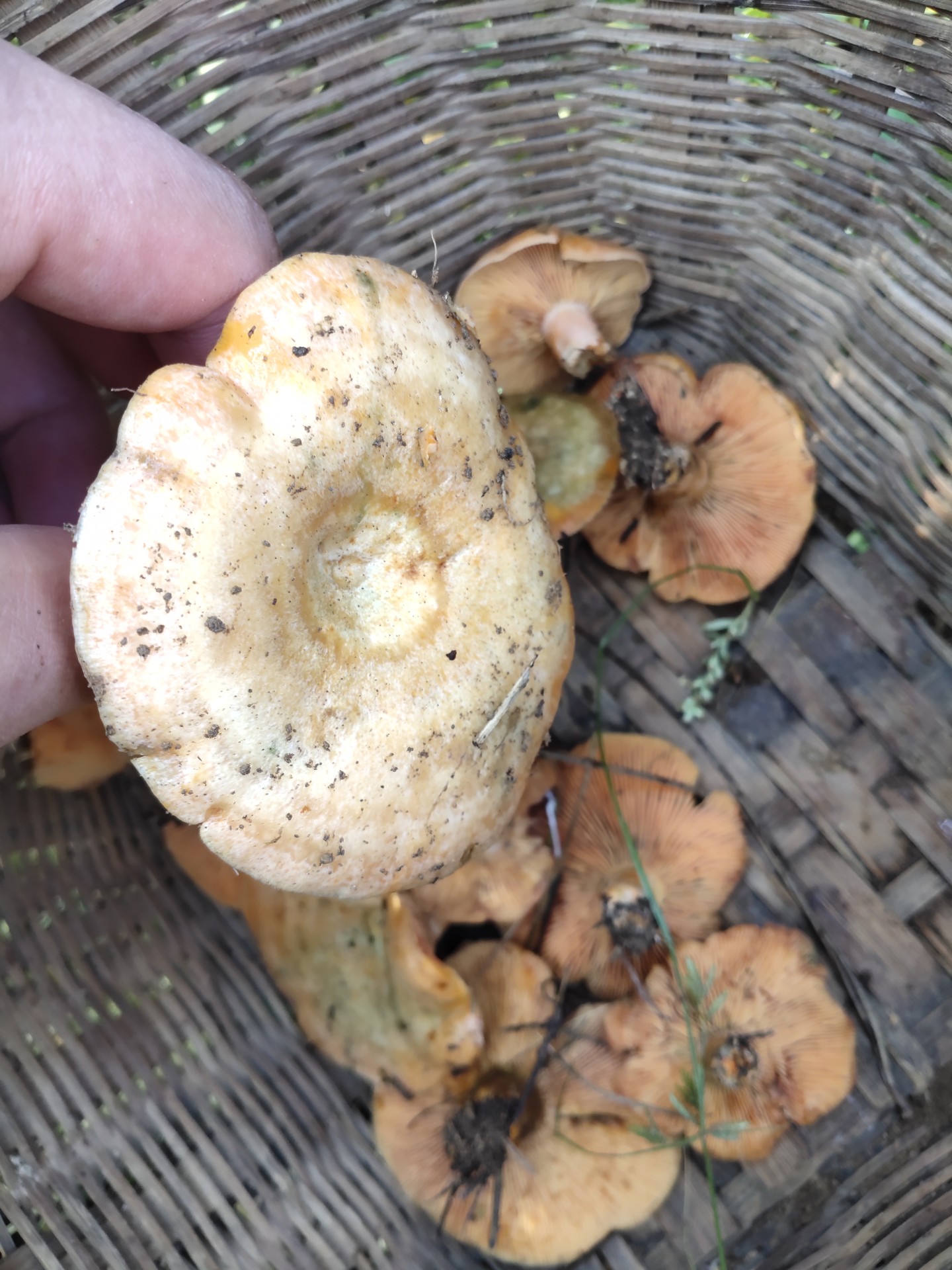 松树底下的蘑菇图片图片